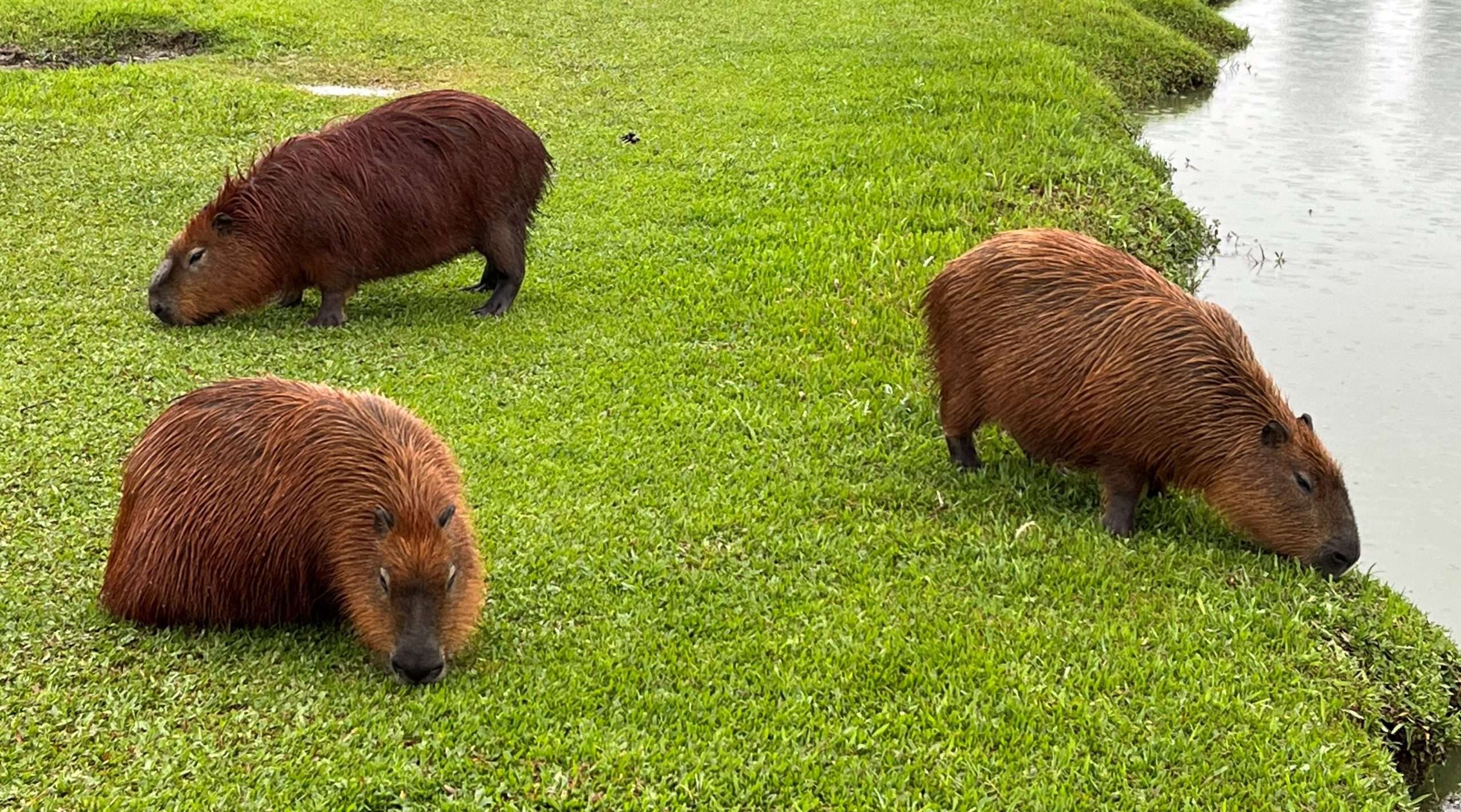 Capibara